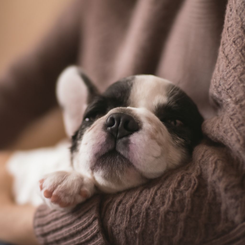 Do Dogs Sleep a Lot? Understanding Your Pet’s Resting Habits