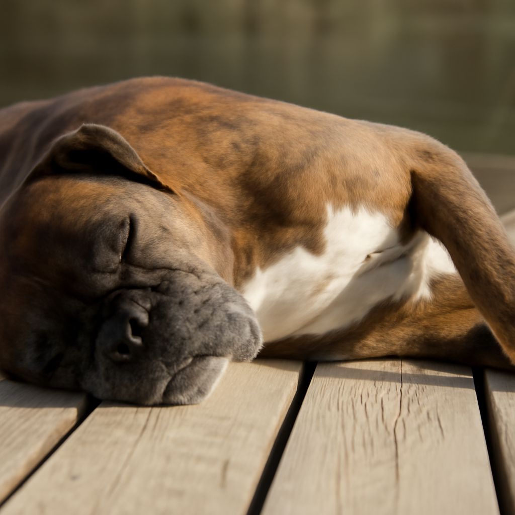 Why do dogs twitch in their sleep and why does my dog twitch in his sleep