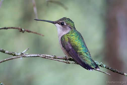 how long do hummingbirds sleep, how much do rats sleep