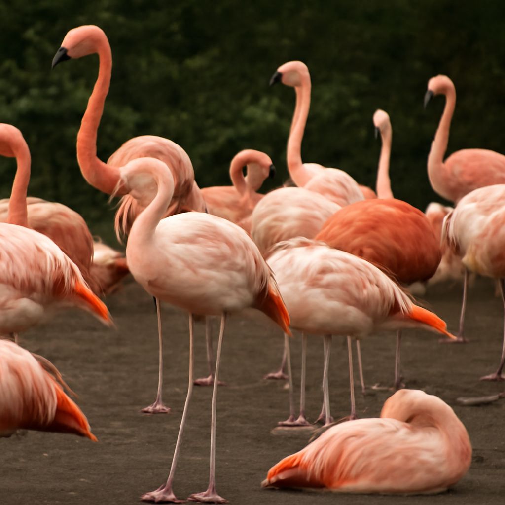 How flamingos, frogs, and moths sleep