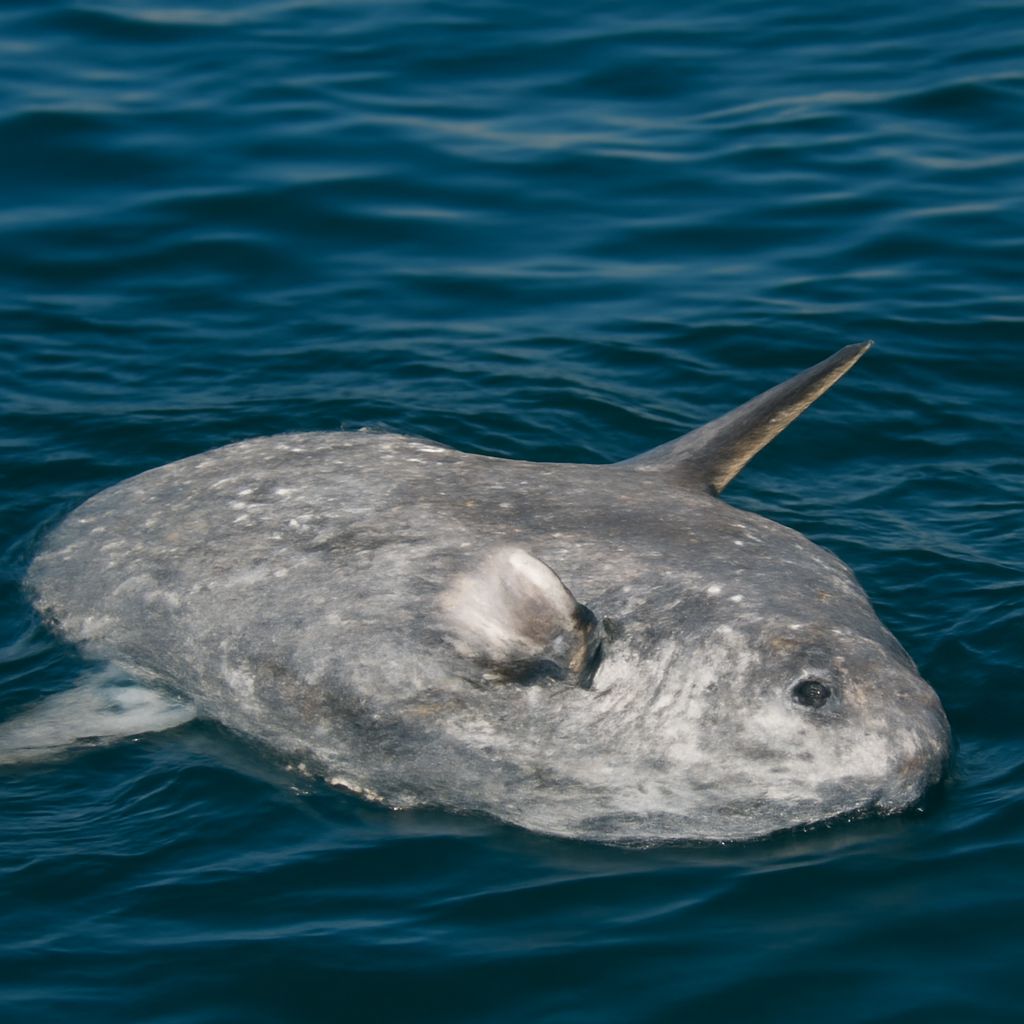 Sunfish and mola mola sleep patterns